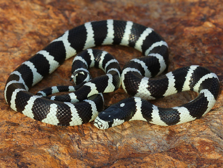 California Kingsnake